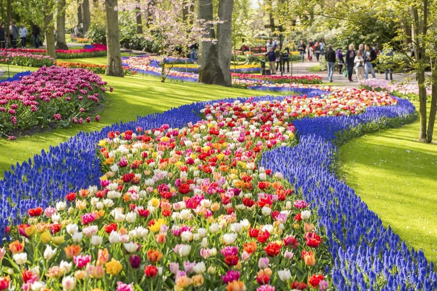 Keukenhof: Flower Fields Small-Group Cultural Bike Tour - Tulip Experience Amsterdam: museum, showgarden, and a walk-in field