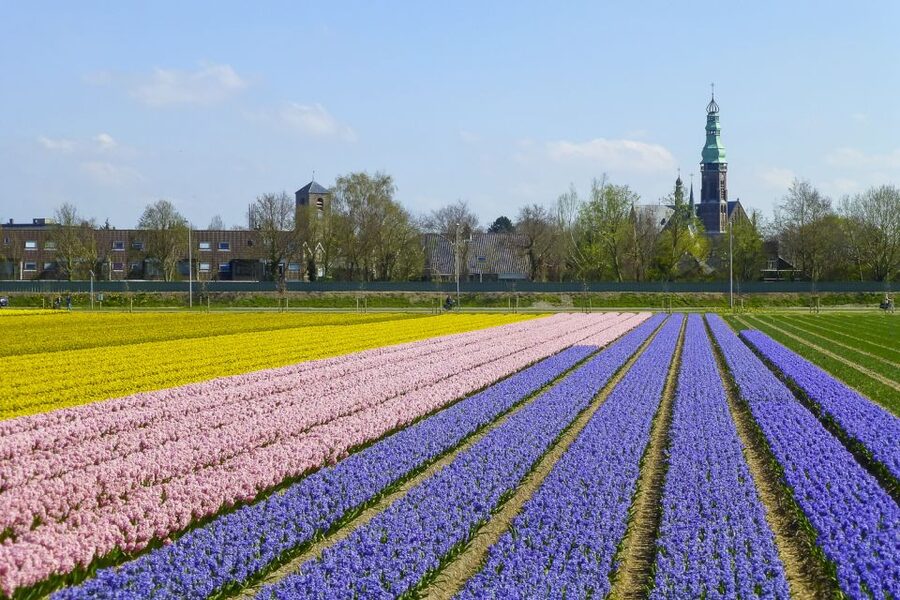 Keukenhof: Flower Fields Small-Group Cultural Bike Tour - Picking 5 tulips to take home (and why it feels different)