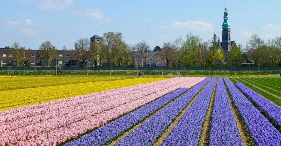 Keukenhof: Flower Fields Small-Group Cultural Bike Tour - Small comforts that matter: stroopwafel, poncho, and digital support