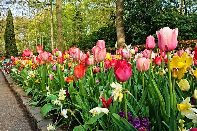 Keukenhof Gardens and Tulips Private Tour from Amsterdam - Should you book this Keukenhof and Tulip Experience private tour?