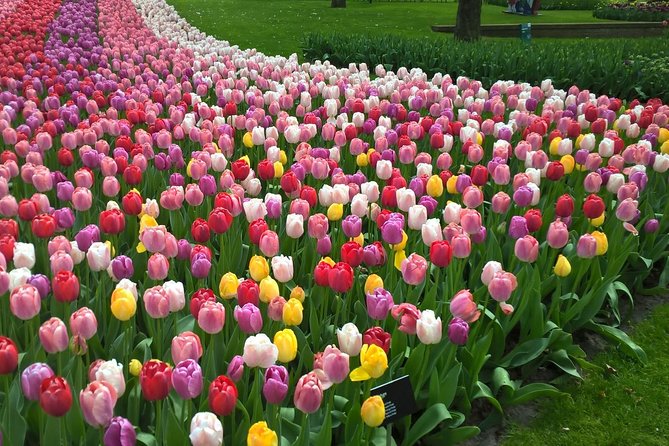 Keukenhof's Tulips and Windmills Small-Group Tour from Amsterdam - A classics-first Dutch day: tulips, windmills, cheese, and clogs