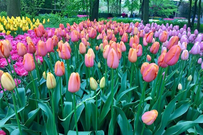 Keukenhof's Tulips and Windmills Small-Group Tour from Amsterdam - Zaanse Schans: your guided intro to Dutch windmill country