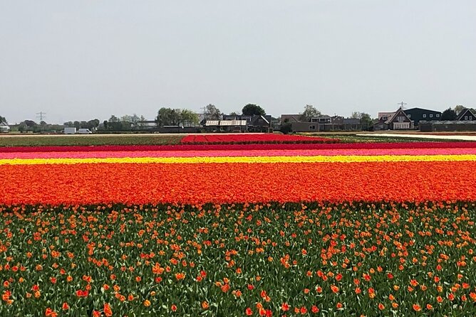 Keukenhof, Tulip Farm, Flower Fields & Zaanse Schans Windmills - Best Fit: Who Should Book This Day Trip