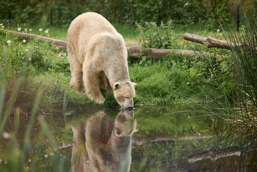 Leewarden: AquaZoo Entry Ticket - AquaZoo Leeuwarden in Friesland: a small zoo that still feels like a real day out