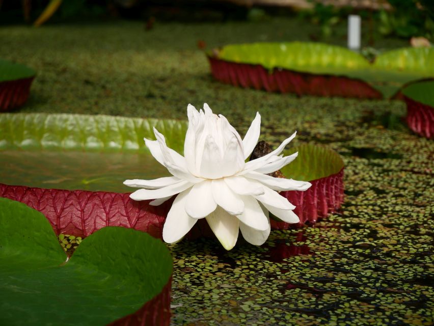 Leiden: Hortus Botanicus Entry Ticket - Key highlights that make this ticket worth it