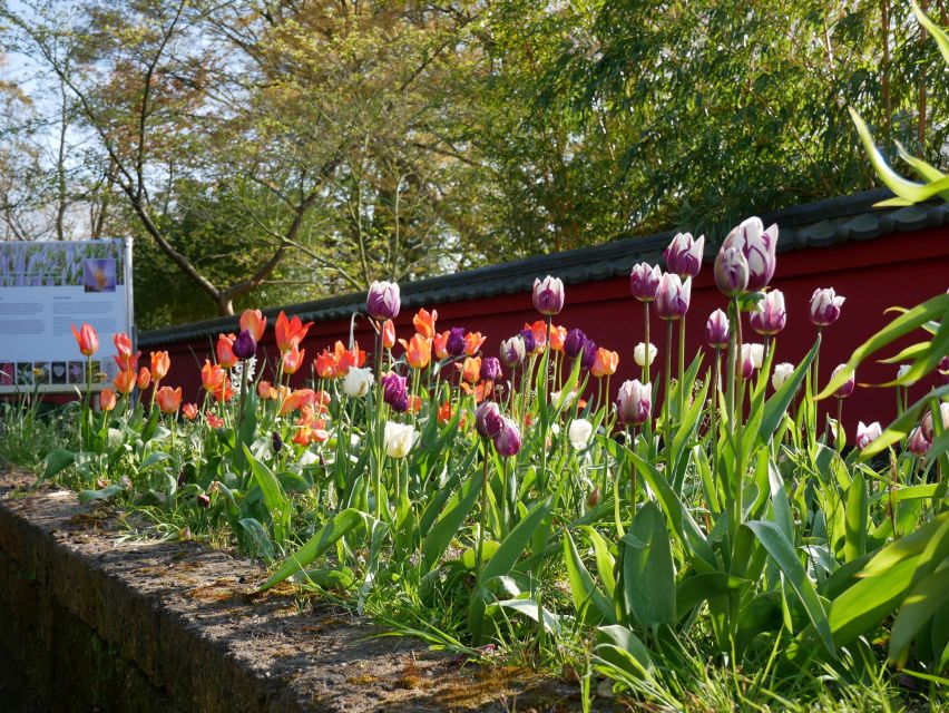 Leiden: Hortus Botanicus Entry Ticket - Century old trees, endangered species, and the plants that frame it all