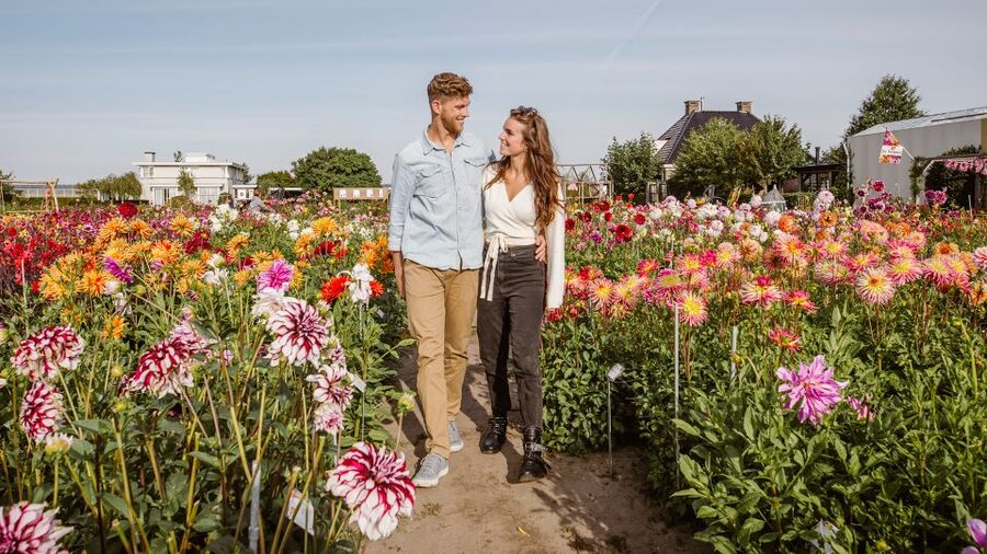 Lisse: Drive-it-Yourself Summer Flower GPS Audio Tour - Driving the Renault Twizy: Easy, Quiet, and Weirdly Fun