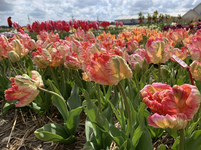 Lisse: Enjoy the Tulip Fields by Bike with a Local Guide! - Practical tips for your best tulip-field experience