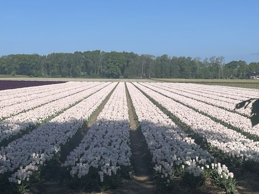 Lisse: Enjoy the Tulip Fields by Bike with a Local Guide! - The start at Restaurant Hanami: where the tour really begins