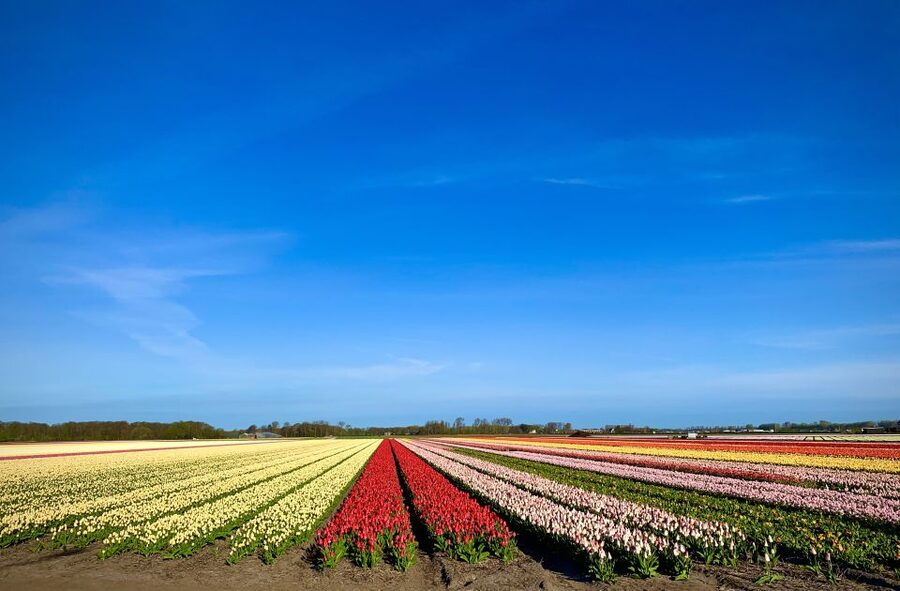 Lisse: Enjoy the Tulip Fields by Bike with a Local Guide! - Riding through the fields: what the guide helps you notice