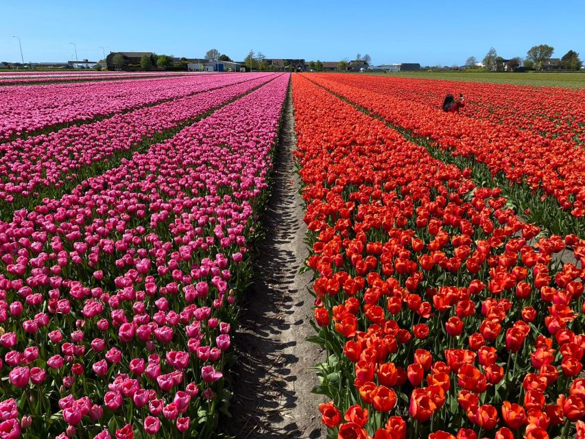 Lisse: Enjoy the Tulip Fields by Bike with a Local Guide! - Past Kasteel Keukenhof: getting a sense of place