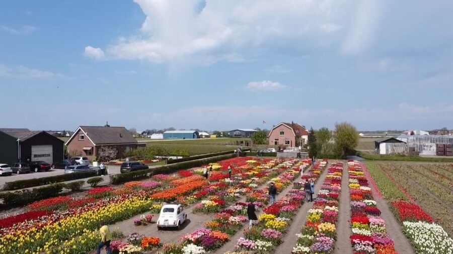 Lisse: Enjoy the Tulip Fields by Bike with a Local Guide! - Price and value: what $58 actually buys you