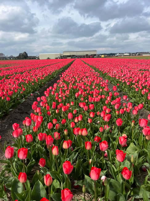 Lisse: Private Tulip Fields Tour with a Local Guide 1h Tour - One Hour of Guided Tulip Viewing in Lisse: What You Actually Do