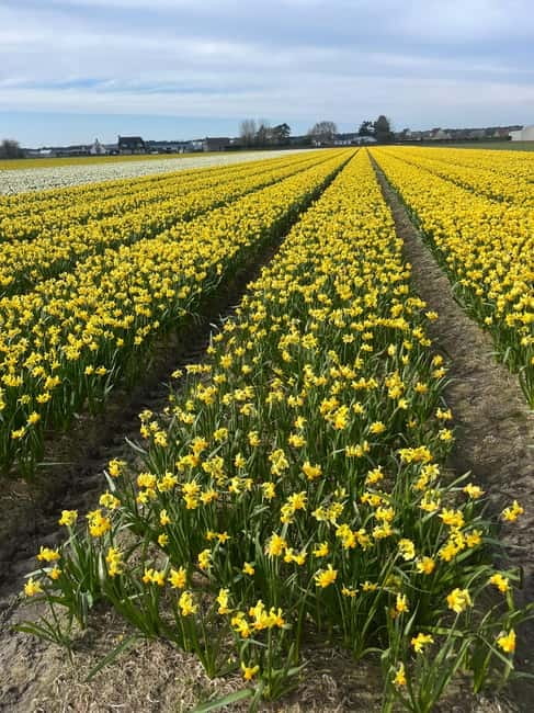 Lisse: Private Tulip Fields Tour with a Local Guide 1h Tour - Extending Your Day With a Dutch Restaurant Lunch (Extra Cost)