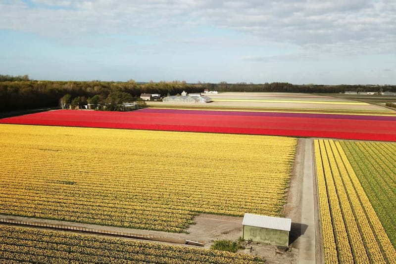 Lisse: Self-Guided Tulip Fields GPS Audio Tour - Why I think this Twizy tour beats the usual Keukenhof rush