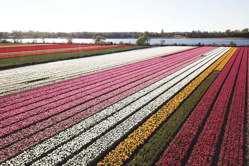 Lisse: Self-Guided Tulip Fields GPS Audio Tour - GPS and audio guide: the easiest way to drive without getting lost