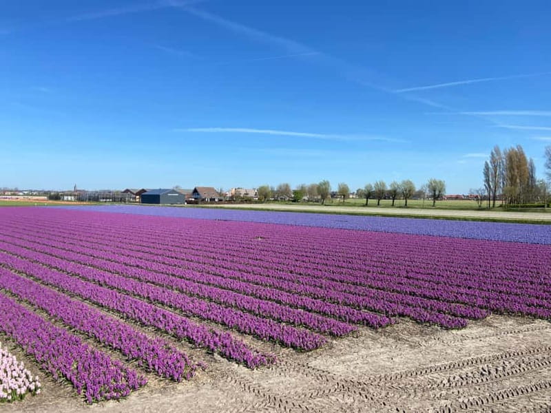 Lisse: Self-Guided Tulip Fields GPS Audio Tour - Kids treasure hunt in the tulip fields