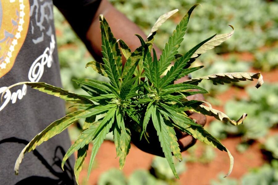 Mike Tyson inspired cannabis tour PRIVATE - Key highlights you should care about