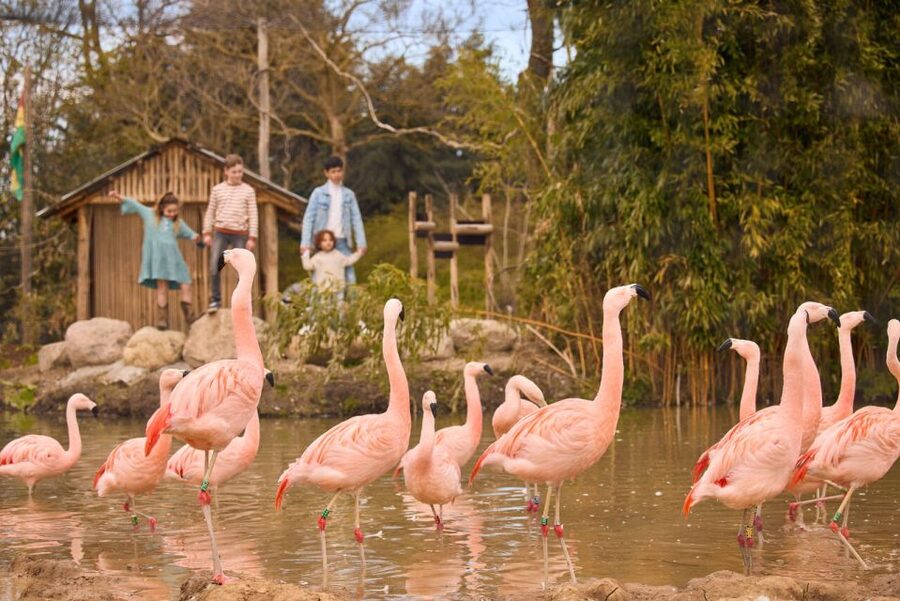 Overloon: ZooParc Entrance Ticket - Why ZooParc Overloon feels different from a typical zoo