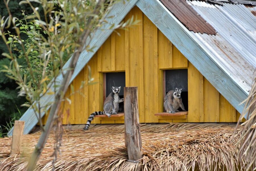 Overloon: ZooParc Entrance Ticket - The Outback zone for kangaroos, wallabies, and birds roaming free