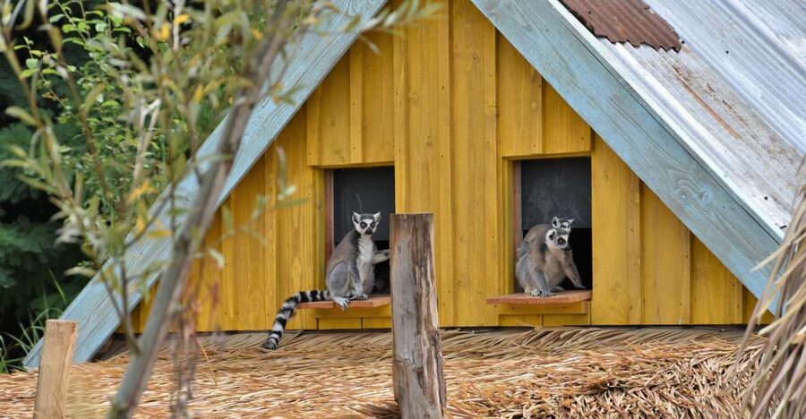 Overloon: ZooParc Entrance Ticket - Jangalee for Siberian and white tigers, plus the day’s big feeding moment