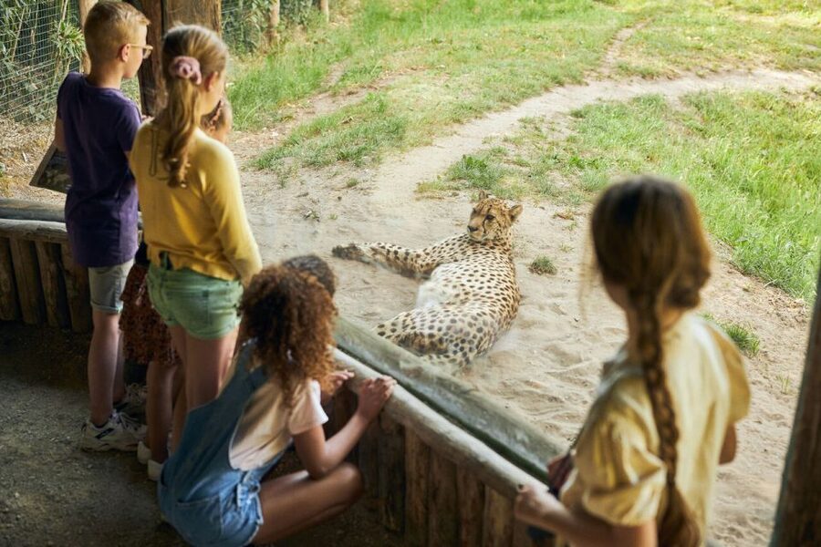 Overloon: ZooParc Entrance Ticket - Ngorongoro for lions, ostriches, giraffes, and African-style variety