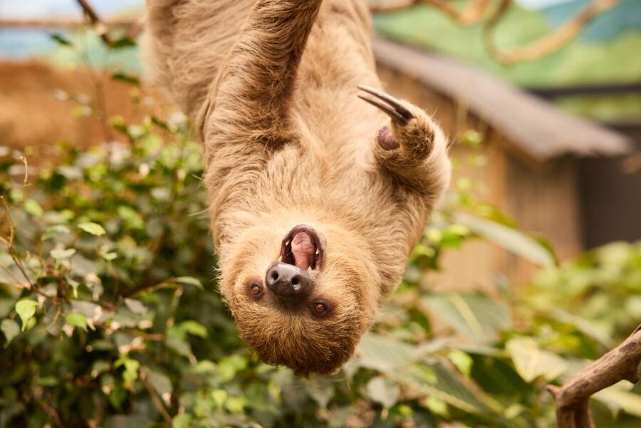 Overloon: ZooParc Entrance Ticket - Headquarters start, route planning, and daily events that actually help