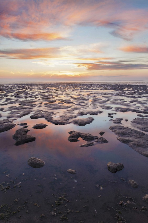Pieterburen: Wadden Sea Mudflats Guided Walking Tour - Key highlights you will actually notice
