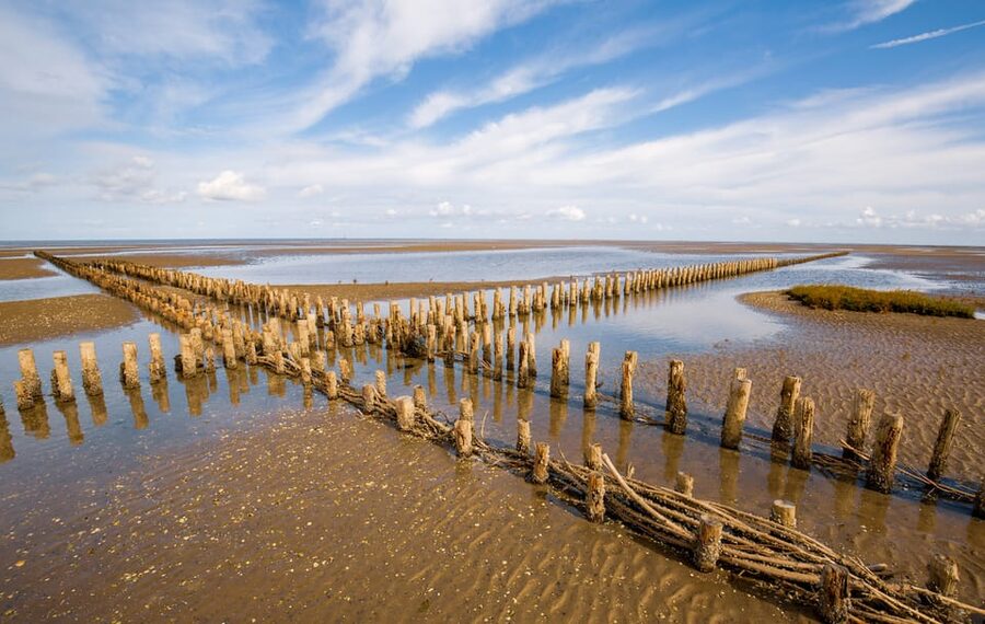 Pieterburen: Wadden Sea Mudflats Guided Walking Tour - Price and value: why $14 makes sense for a full nature guide day