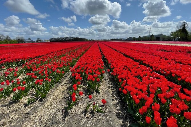 Private Day Tour to Keukenhof Gardens - from Amsterdam/Rotterdam - Sustainability Notes That Actually Matter