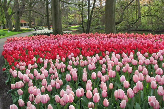 Private Day Trip from Amsterdam to Keukenhof with Entrance Tickets - The 4 Hours in Keukenhof: What to Expect Inside