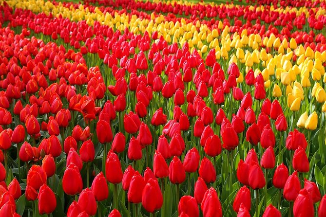 Private Half-Day Trip From Amsterdam to The Tulip Fields in Keukenhof - Key highlights in plain terms