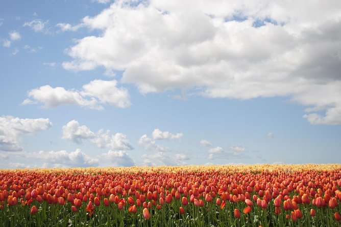 Private Half-Day Trip From Amsterdam to The Tulip Fields in Keukenhof - How your self-guided Keukenhof time works