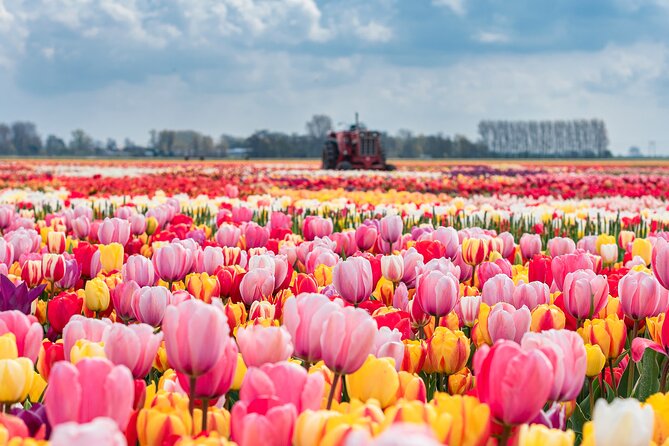 Private Keukenhof Gardens and Tulip Fields Tour from Amsterdam - The free tulip-bunch moment (and how to use it well)