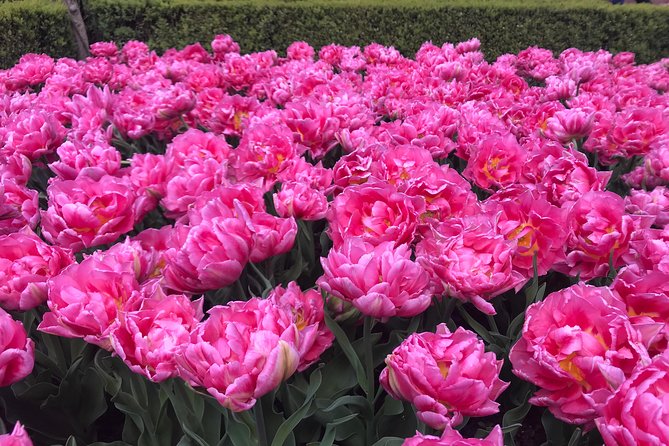 Private Tour to the Keukenhof and Tulip Fields - Timing Matters: Keukenhof Hours and the Optional 7am Aalsmeer Start