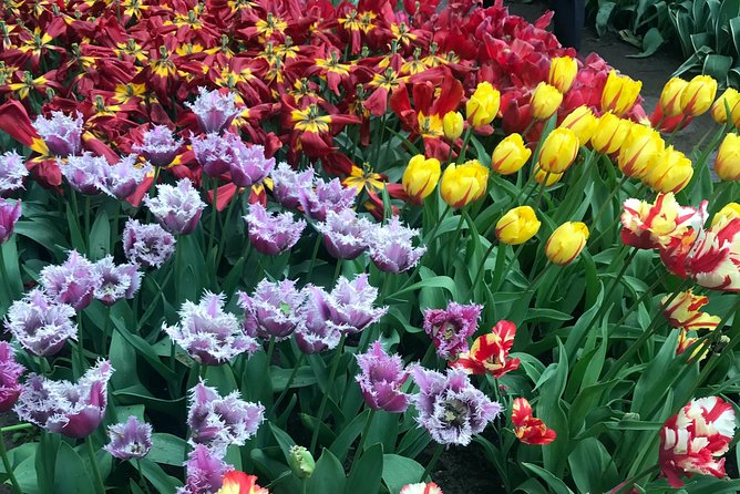 Private Tour to the Keukenhof and Tulip Fields - The Real Value: Flexibility With Real Examples From the Day