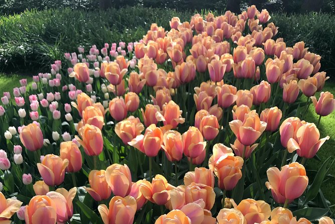 Private Tour to the Keukenhof and Tulip Fields - Should You Book This Keukenhof and Tulip Fields Private Tour?