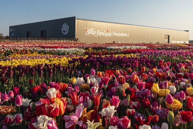 Private Tour to Tulips, Keukenhof, Windmills & Cheese Farm - Who this private tour is best for