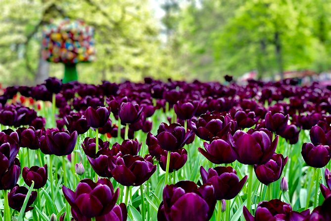 Private Tour to Windmills Zaanse Schans +Keukenhof - 7 Hours - Keukenhof gardens: 7 million bulbs and the 5-hour strategy