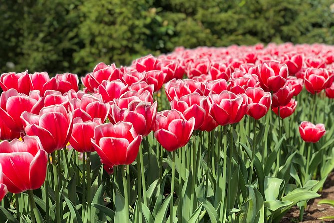 Private Tour to Windmills Zaanse Schans +Keukenhof - 7 Hours - Price and value: what your $1,027.25 per group really covers