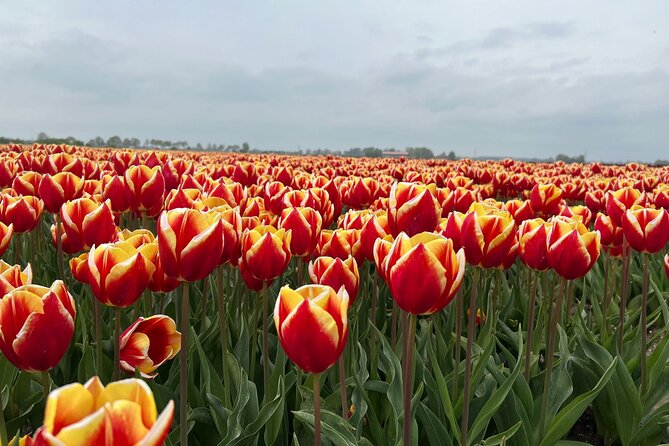 Private transfer Schiphol (AMS) to or from Rotterdam - Door-to-door comfort from Schiphol to Rotterdam