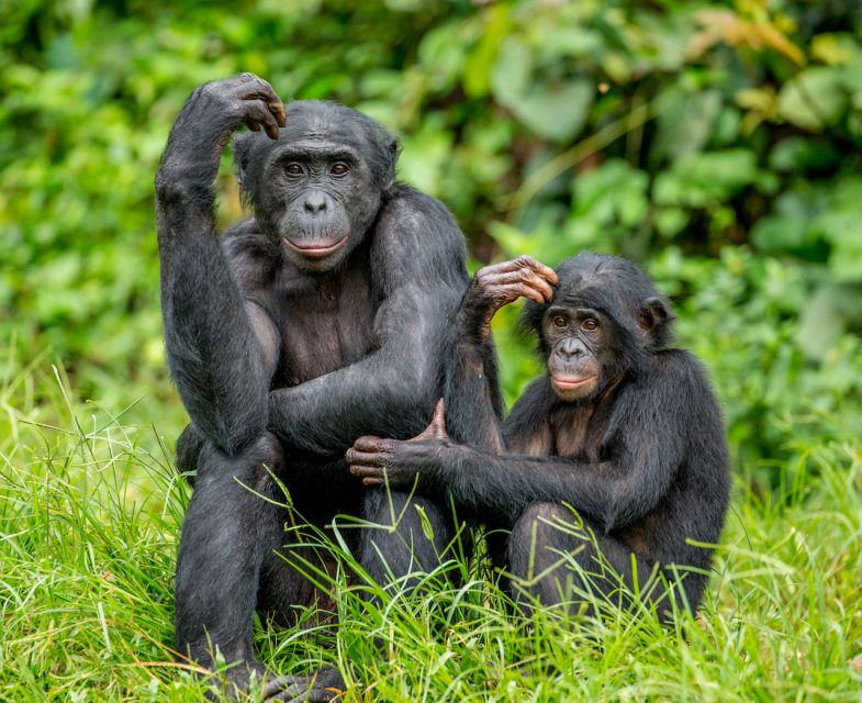 Rhenen: Ouwehands Zoo Entry Ticket - Should you book this ticket?