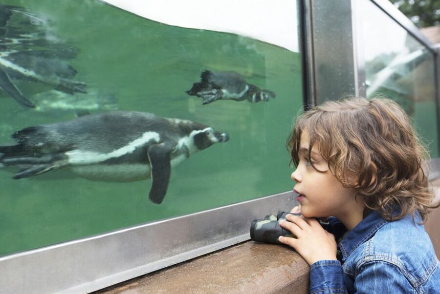 Rhenen: Ouwehands Zoo Entry Ticket - African elephants named Bumi, plus monkeys and the Maki Lounge reset