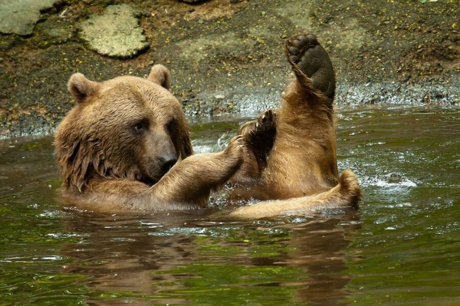 Rhenen: Ouwehands Zoo Entry Ticket - Polar bears, red pandas, and your hunt for clouded leopards