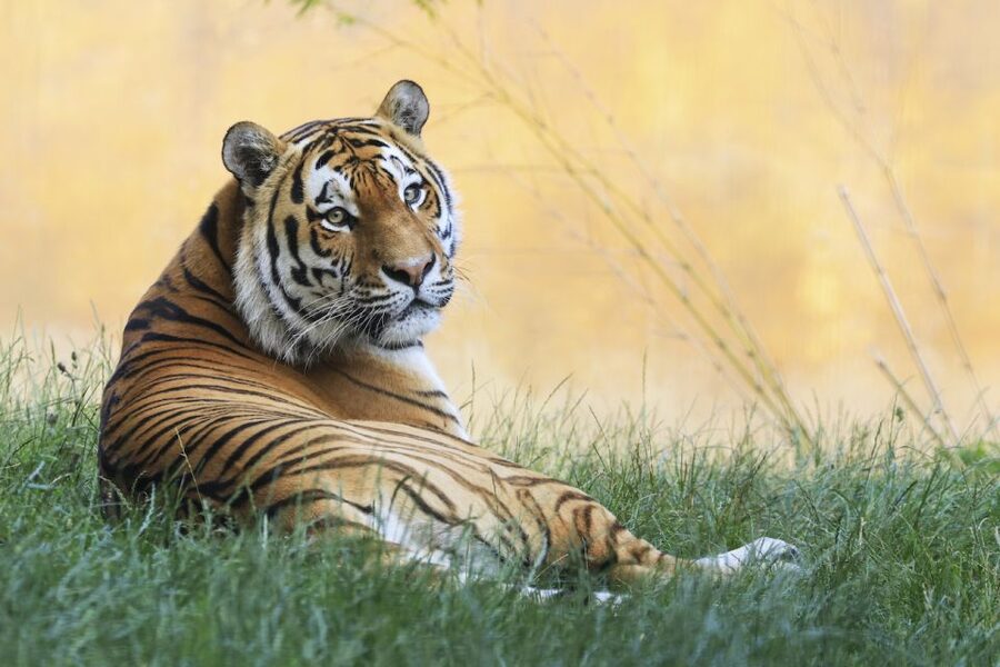Rhenen: Ouwehands Zoo Entry Ticket - Price and value for a one-day zoo ticket