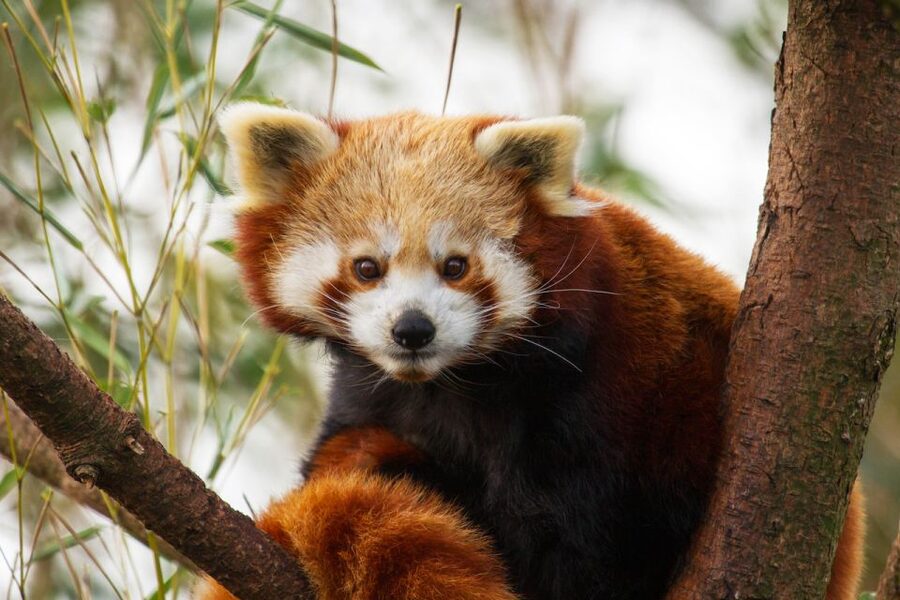 Rhenen: Ouwehands Zoo Entry Ticket - Who this Rhenen zoo visit suits best