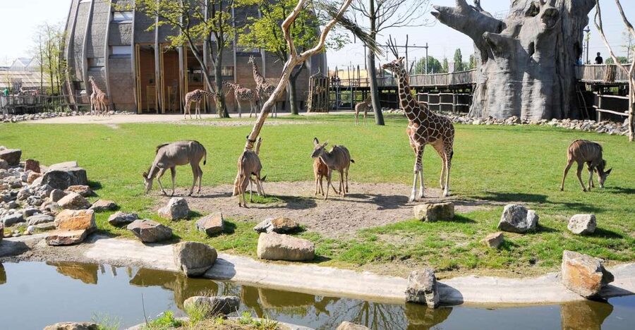 Rotterdam: Rotterdam Zoo Blijdorp Entry Ticket - African Savanna views: giraffes up close at safe height
