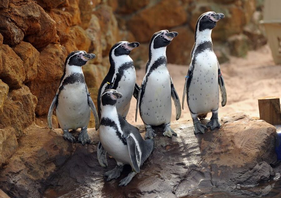Scheveningen, The Hague: Sea Life Entry Ticket - Price and value: is $24 a fair deal for what you get?