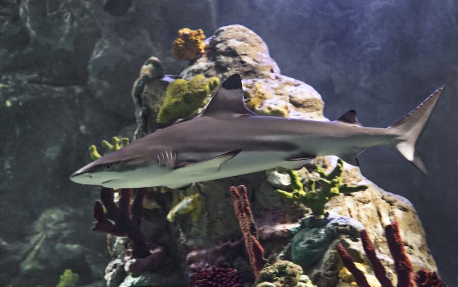 Scheveningen, The Hague: Sea Life Entry Ticket - What you actually see: 15 themed zones from Dutch rivers to ocean depth