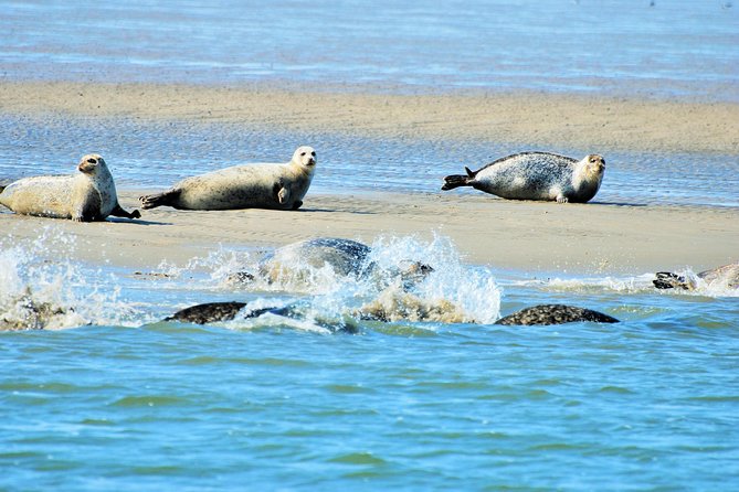 Seal Safari at UNESCO Site Waddensea from Amsterdam - Key things to know before you go